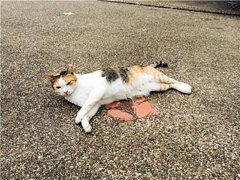 《聚点危机 英雄联盟外传》预告片 年内发售