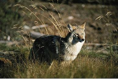 《百万吨级武藏W：WIRED》今日3月28日(四)PS5＆PS4版开始预购